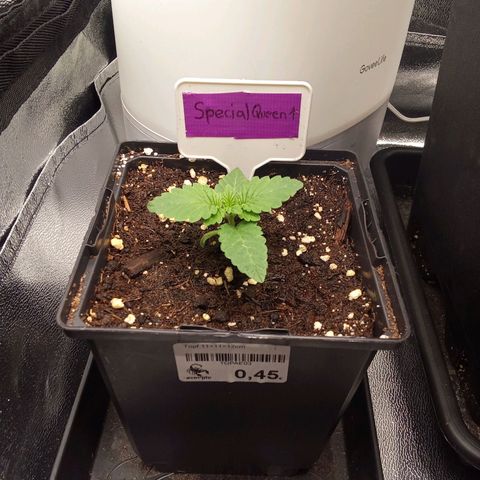 Special Queen #1 growlog timeline photo