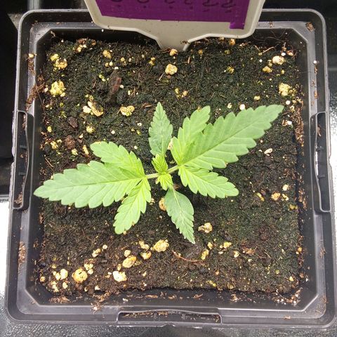 ????  growlog timeline photo