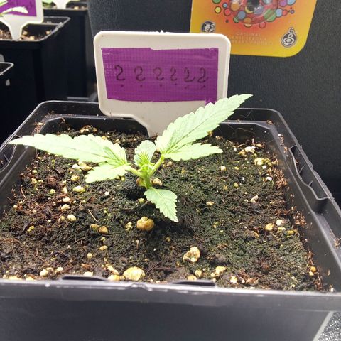 ????  growlog timeline photo