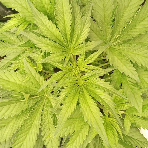 Banana purple punch  #1Hinten Links  growlog timeline photo
