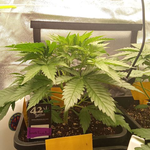 Banana purple punch  #1Hinten Links  growlog timeline photo