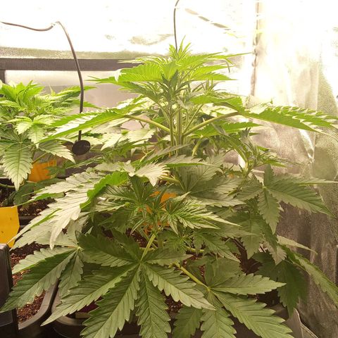 Banana purple punch  #2 vorne rechts  growlog timeline photo
