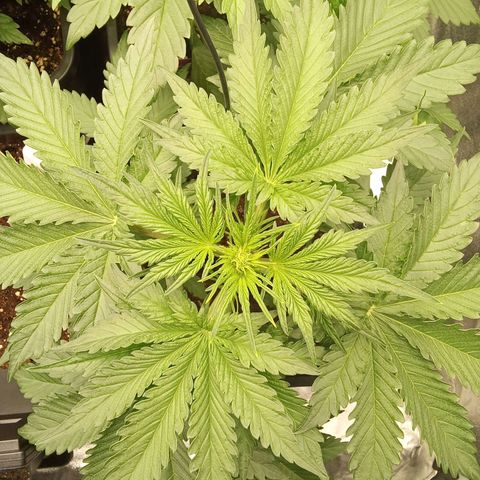 Banana purple punch  #2 vorne rechts  growlog timeline photo