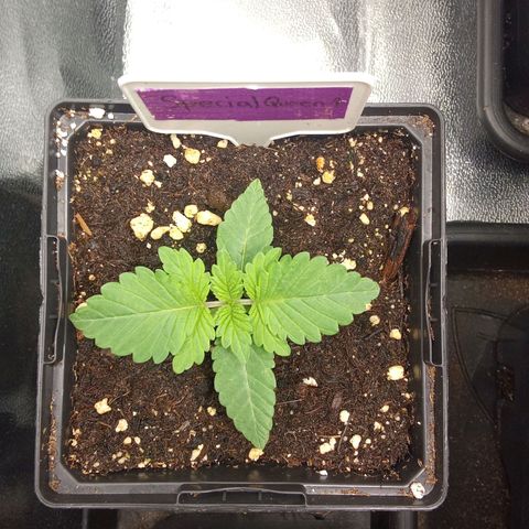Special Queen #1 growlog timeline photo