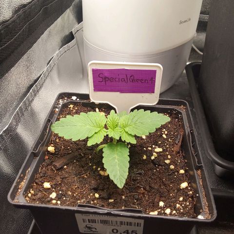 Special Queen #1 growlog timeline photo