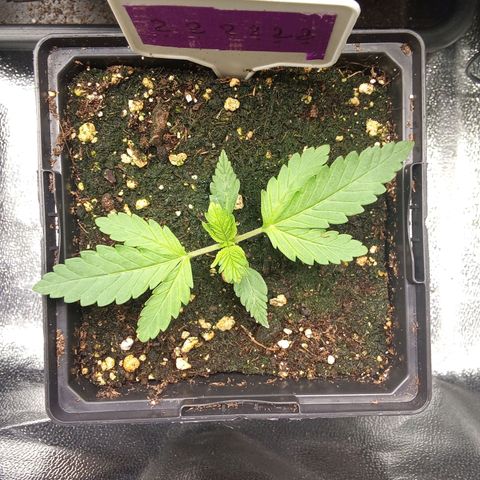 ????  growlog timeline photo