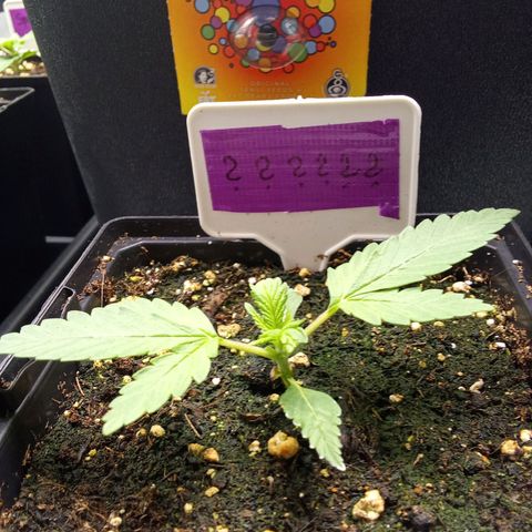 ????  growlog timeline photo