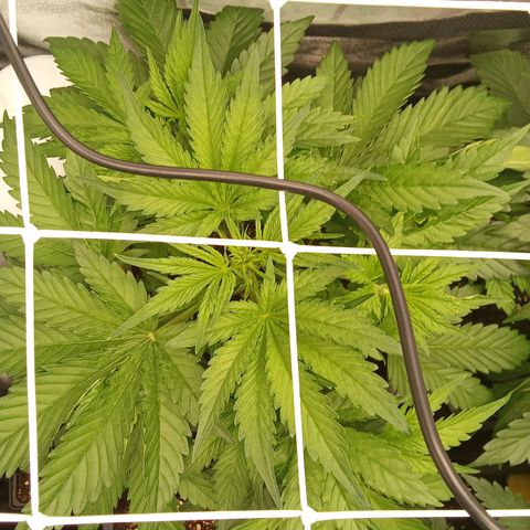Banana purple punch  #1Hinten Links  growlog timeline photo
