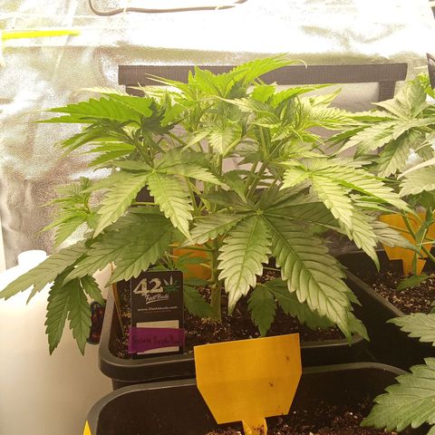 Banana purple punch  #1Hinten Links  growlog timeline photo