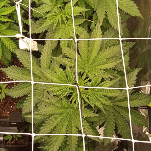Banana purple punch  #2 vorne rechts  growlog timeline photo