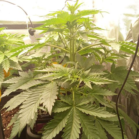 Banana purple punch  #2 vorne rechts  growlog timeline photo