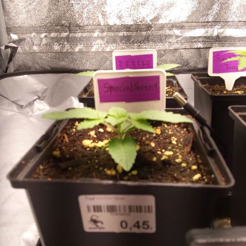 Special Queen #1 growlog timeline photo