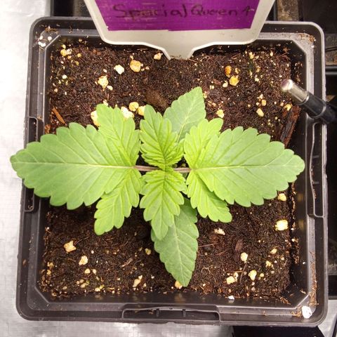 Special Queen #1 growlog timeline photo
