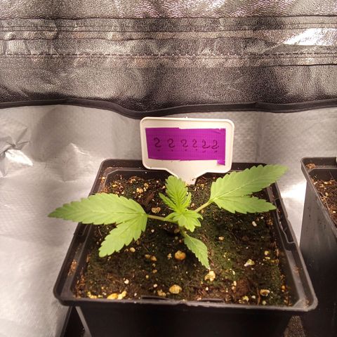????  growlog timeline photo