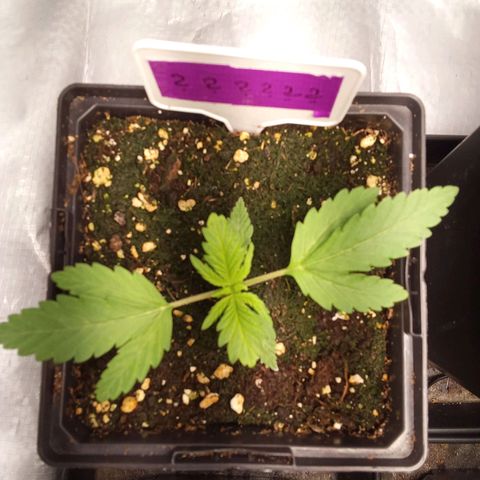 ????  growlog timeline photo