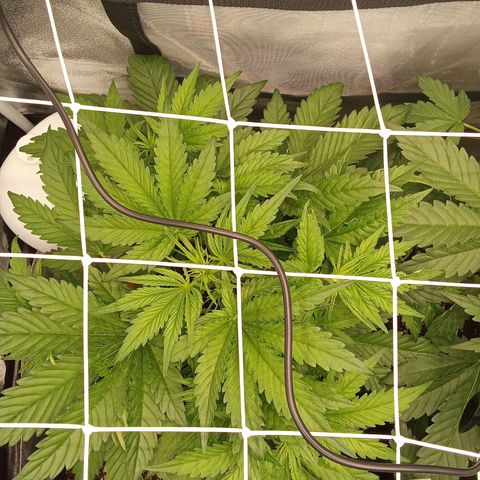 Banana purple punch  #1Hinten Links  growlog timeline photo