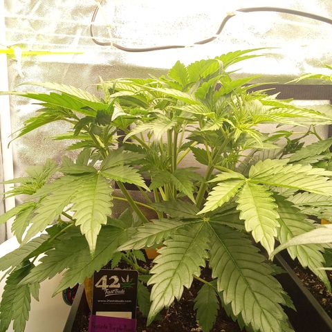 Banana purple punch  #1Hinten Links  growlog timeline photo