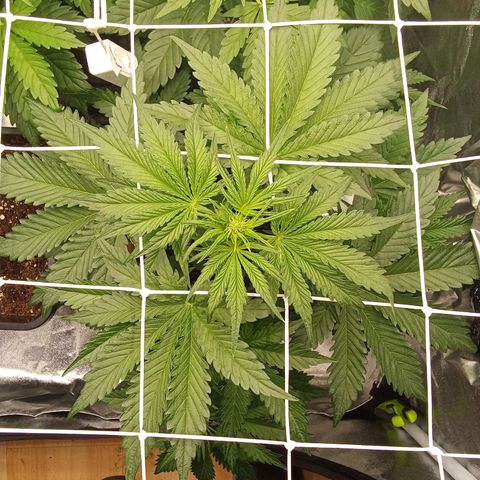 Banana purple punch  #2 vorne rechts  growlog timeline photo