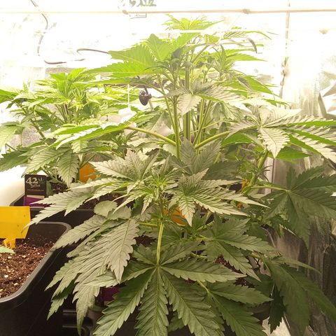 Banana purple punch  #2 vorne rechts  growlog timeline photo