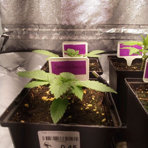Special Queen #1 growlog timeline photo