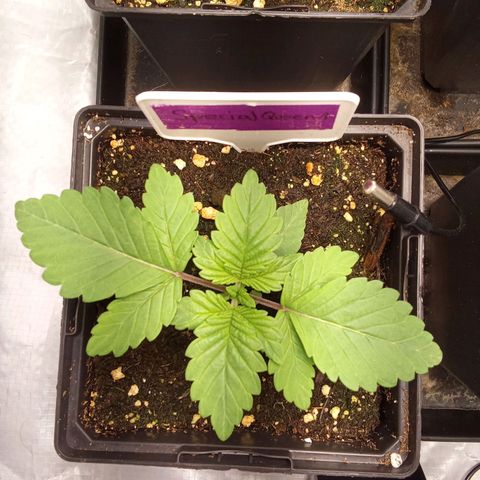 Special Queen #1 growlog timeline photo