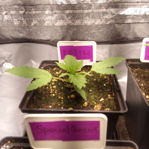 ????  growlog timeline photo