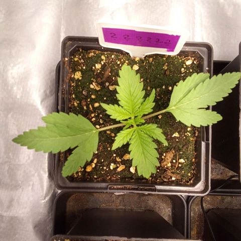 ????  growlog timeline photo