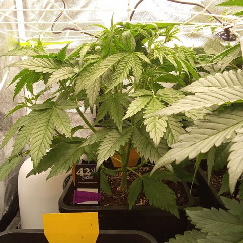 Banana purple punch  #1Hinten Links  growlog timeline photo