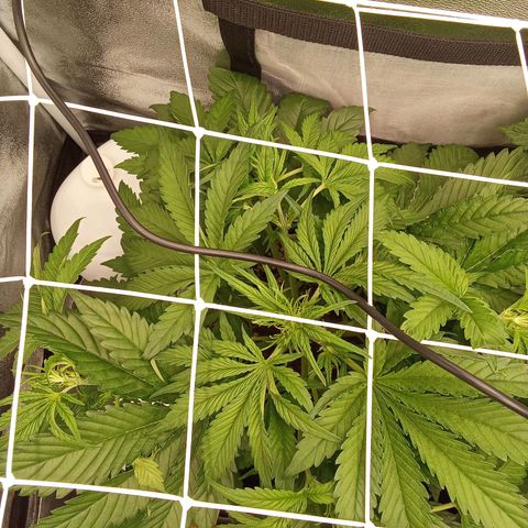 Banana purple punch  #1Hinten Links  growlog timeline photo