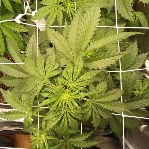 Banana purple punch  #2 vorne rechts  growlog timeline photo