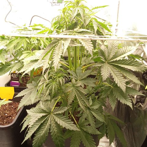 Banana purple punch  #2 vorne rechts  growlog timeline photo