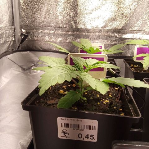 Special Queen #1 growlog timeline photo