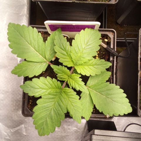 Special Queen #1 growlog timeline photo