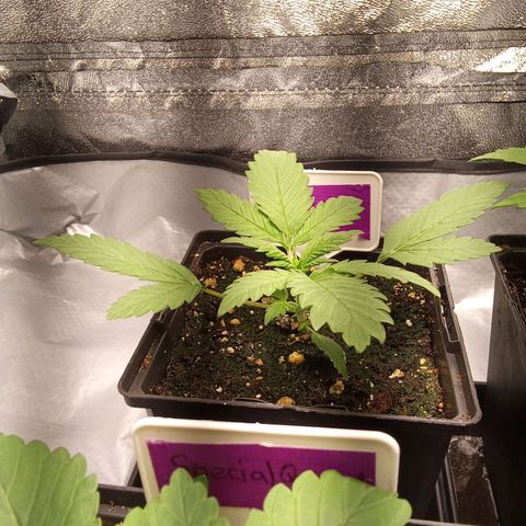 ????  growlog timeline photo
