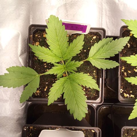 ????  growlog timeline photo