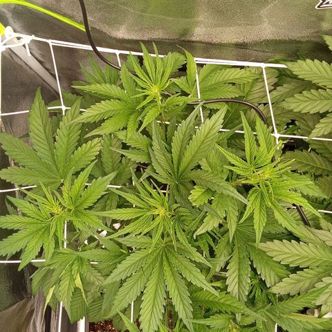 Banana purple punch  #1Hinten Links  growlog timeline photo