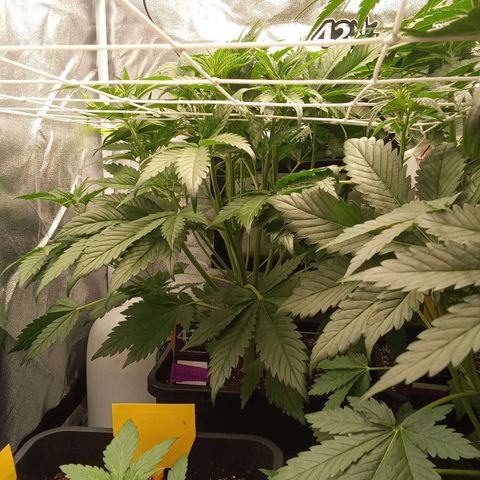 Banana purple punch  #1Hinten Links  growlog timeline photo