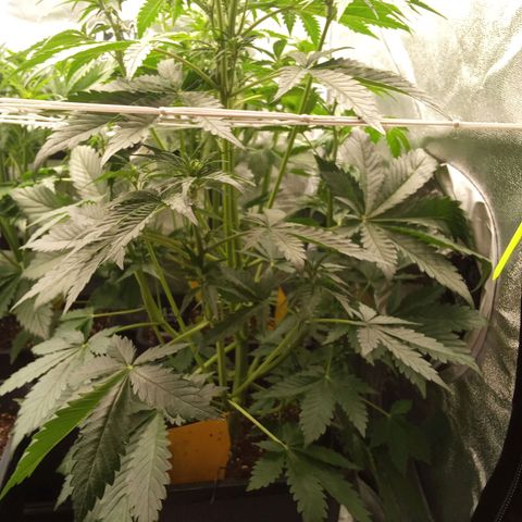 Banana purple punch  #2 vorne rechts  growlog timeline photo