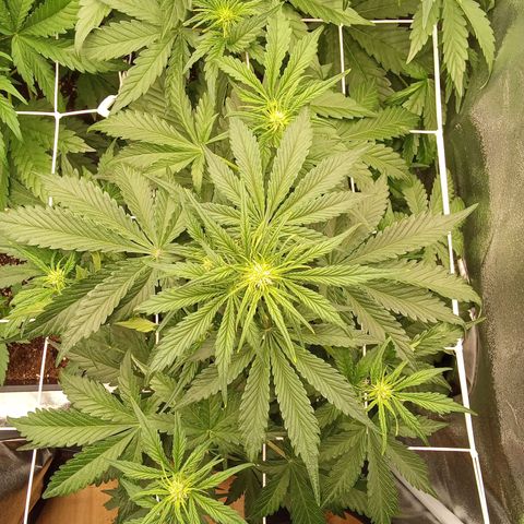 Banana purple punch  #2 vorne rechts  growlog timeline photo