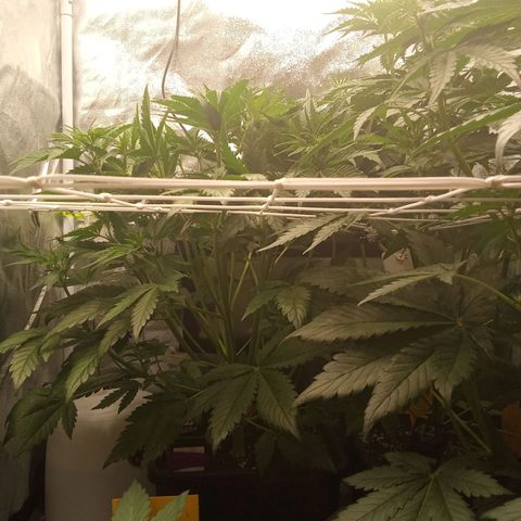 Banana purple punch  #1Hinten Links  growlog timeline photo