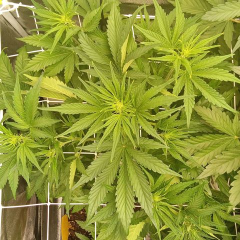 Banana purple punch  #1Hinten Links  growlog timeline photo
