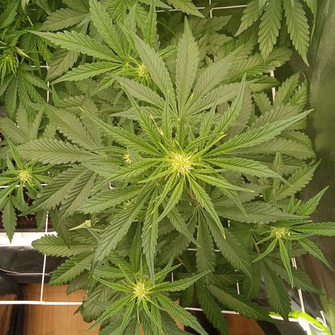 Banana purple punch  #2 vorne rechts  growlog timeline photo