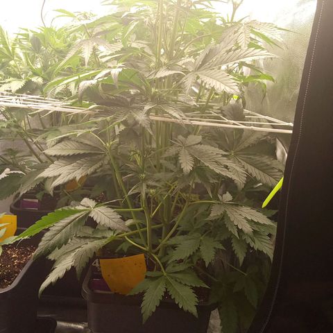 Banana purple punch  #2 vorne rechts  growlog timeline photo