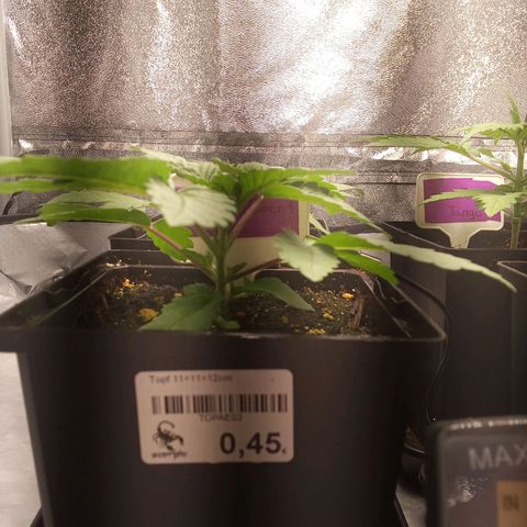 Special Queen #1 growlog timeline photo