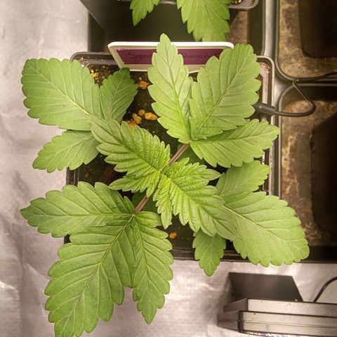 Special Queen #1 growlog timeline photo