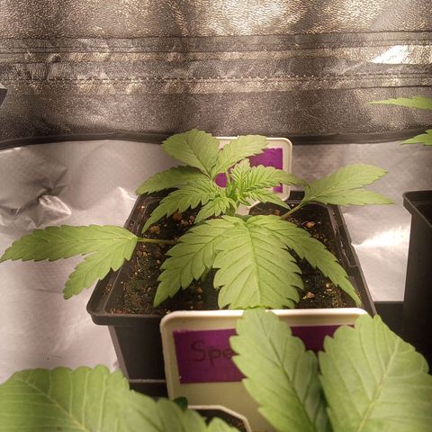 ????  growlog timeline photo
