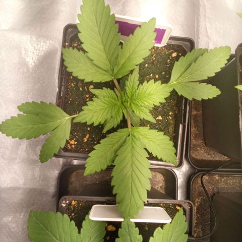 ????  growlog timeline photo