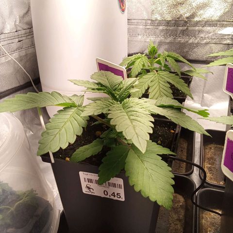 Special Queen #1 growlog timeline photo