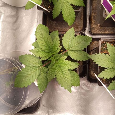 Special Queen #1 growlog timeline photo