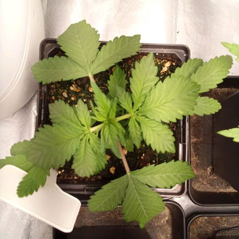 ????  growlog timeline photo